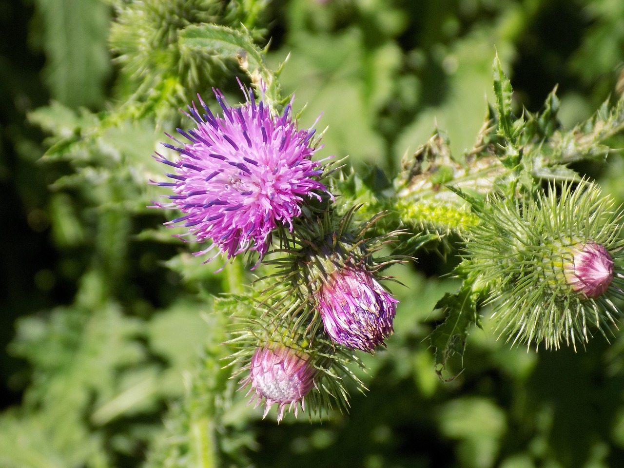 thistle purple nature free photo