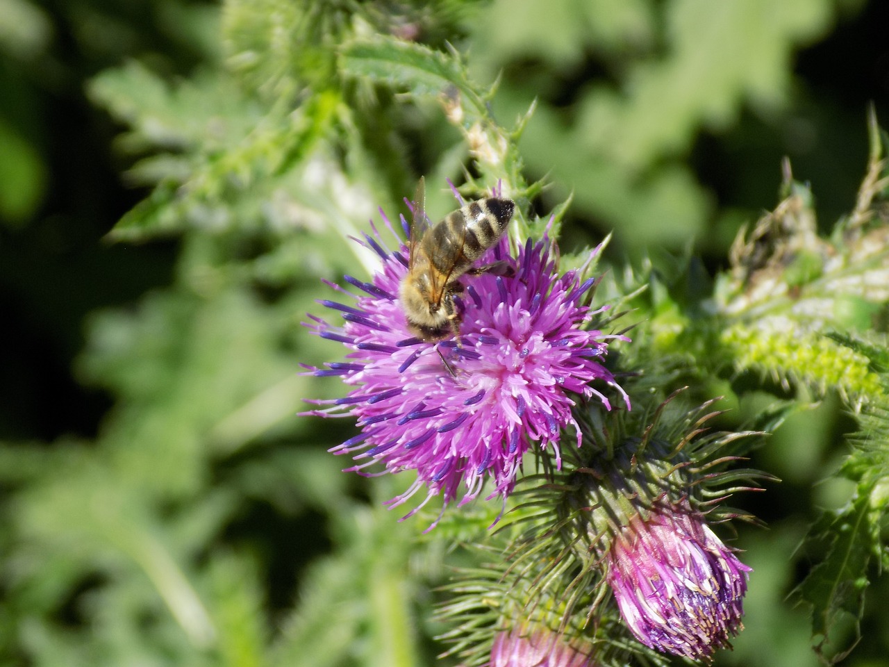 thistle purple nature free photo