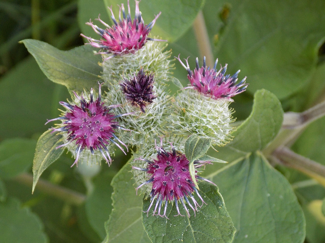 thistle purple nature free photo