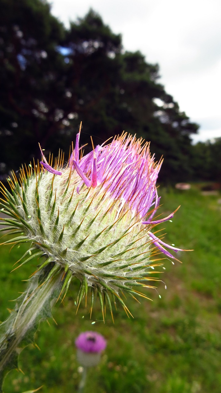 thistle plant flower free photo