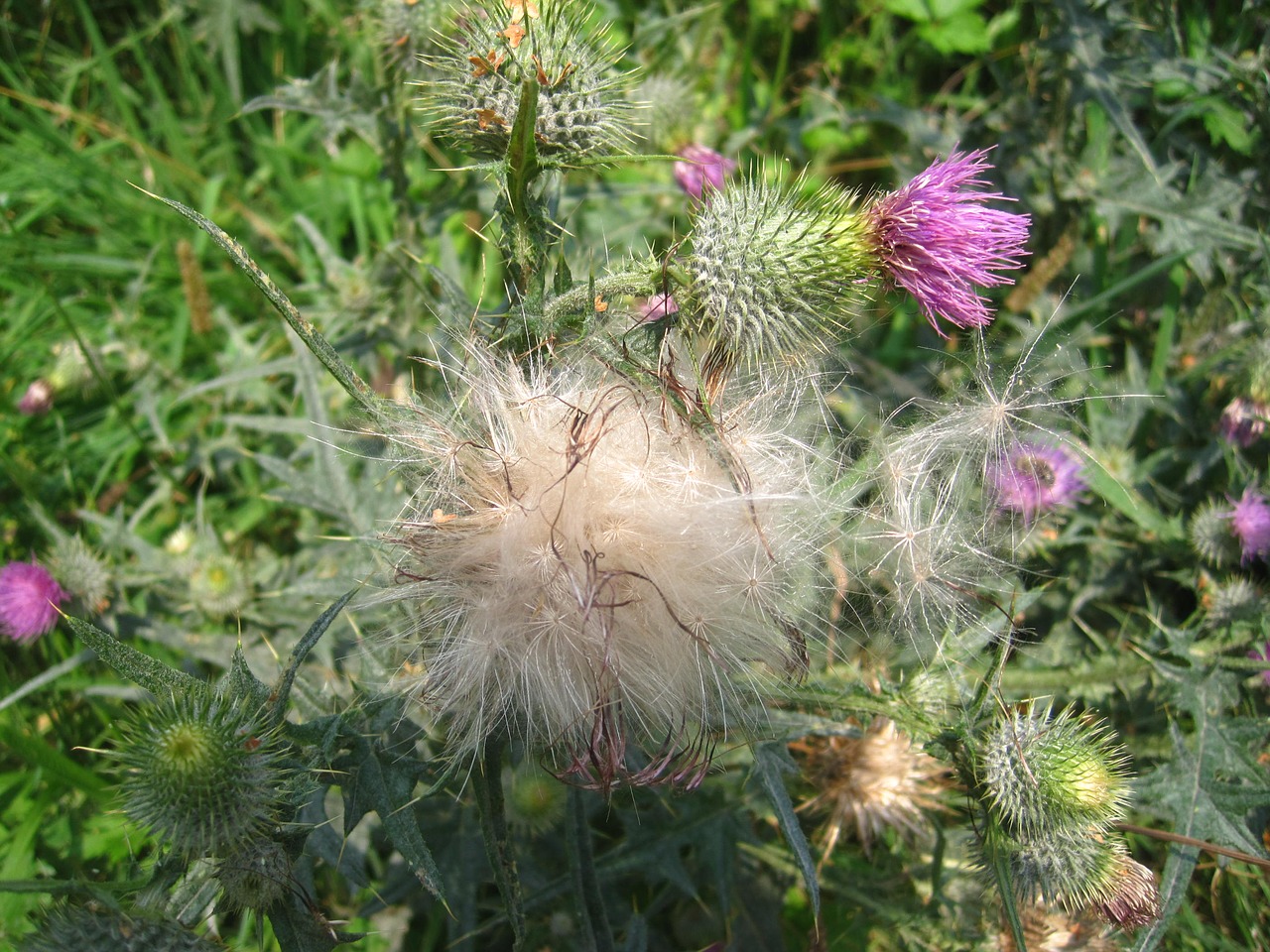 thistle flower seeds white free photo