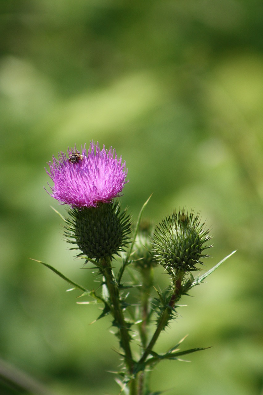 thistle purple bee free photo