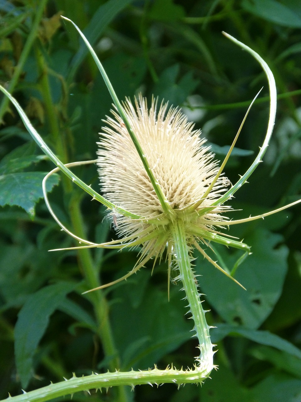 thistle dipsacus fullonum dried plant free photo