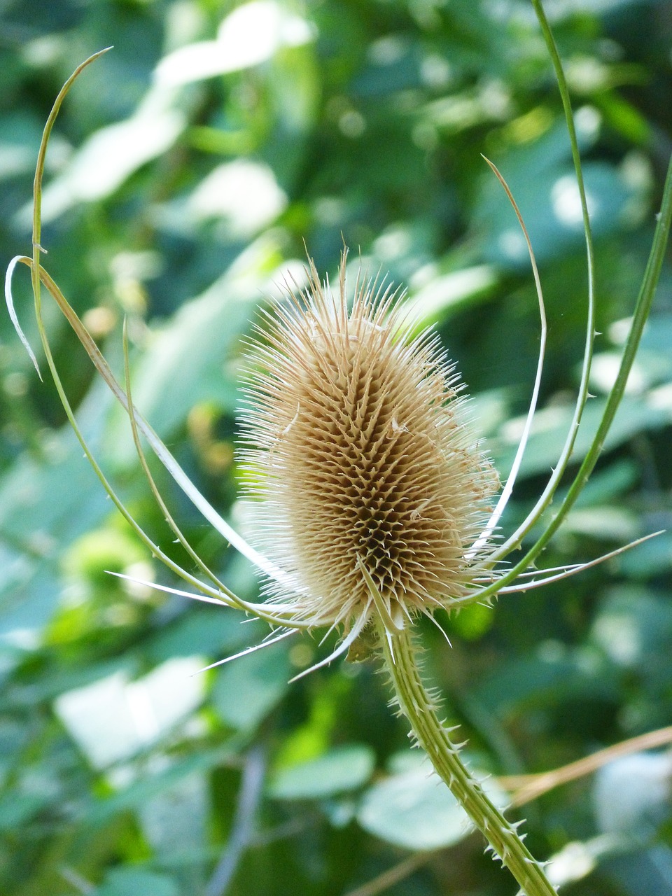 thistle dipsacus fullonum dried plant free photo