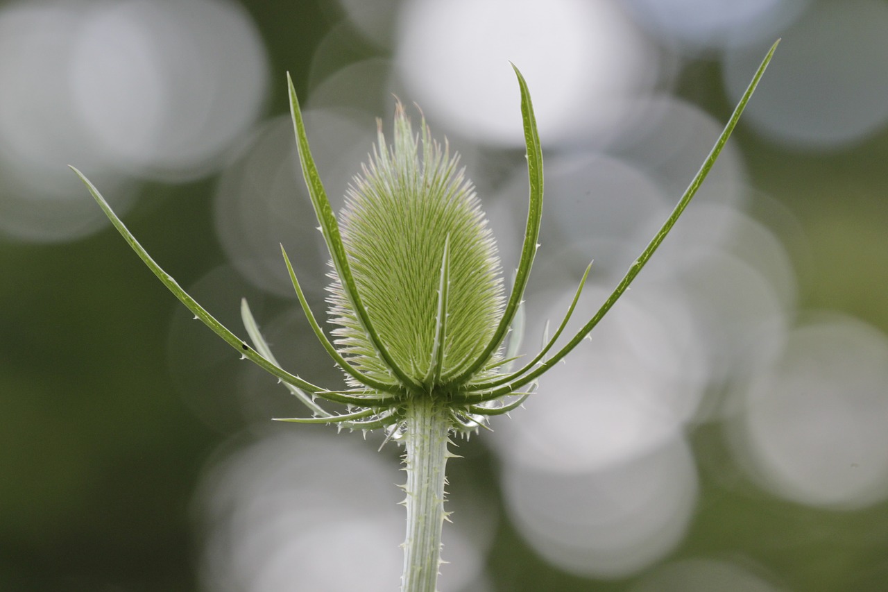 thistle spiky green free photo