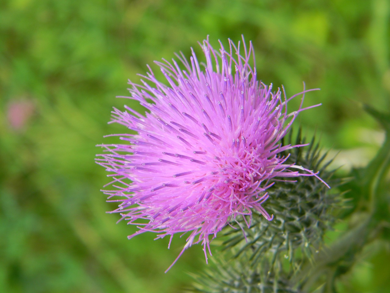 thistle flower nature free photo