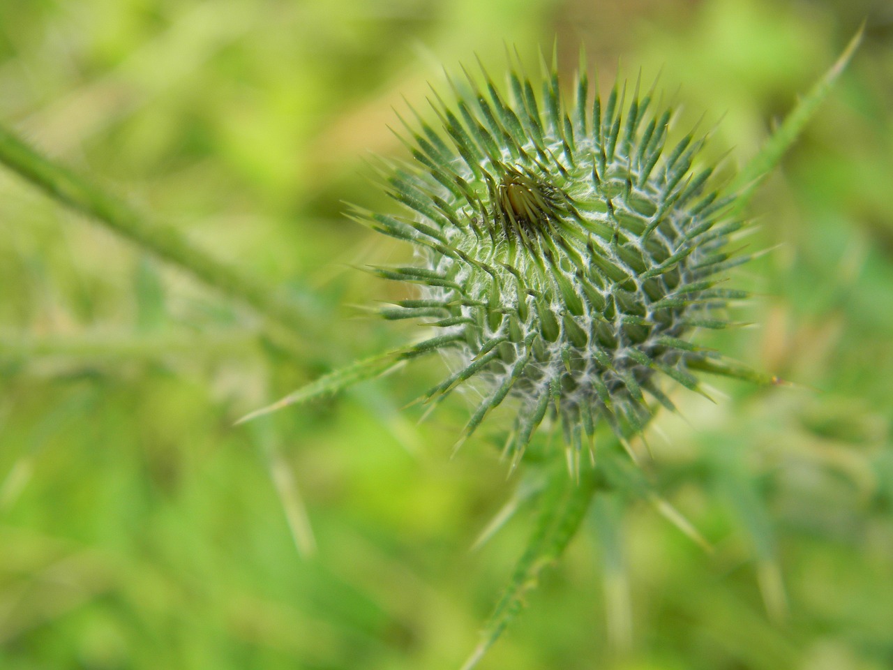 thistle nature spines free photo