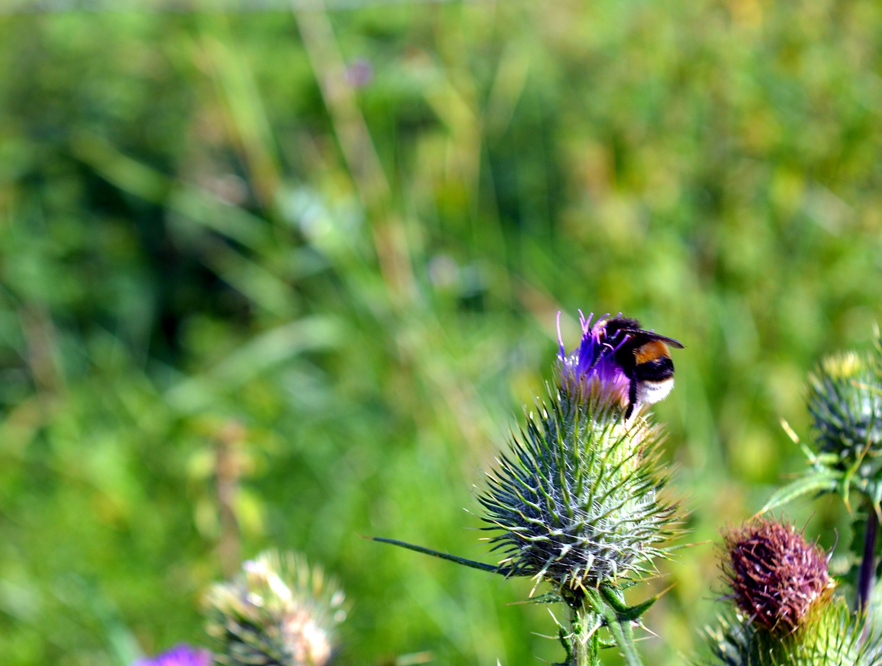 thistle hummel prickly free photo