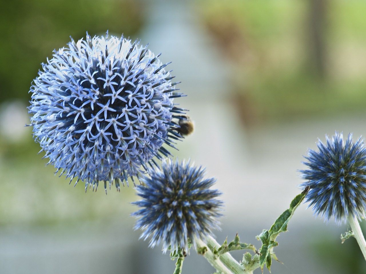 thistle blue prickly free photo