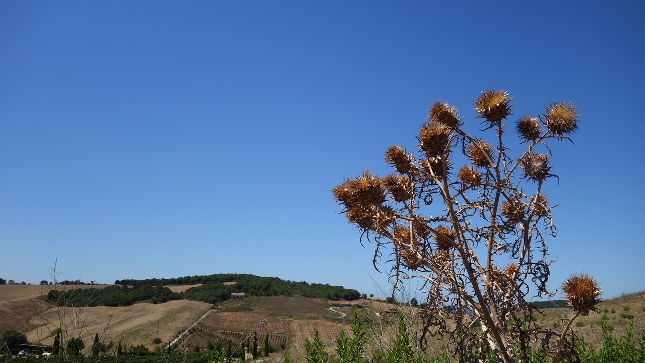 thistle dry sky free photo