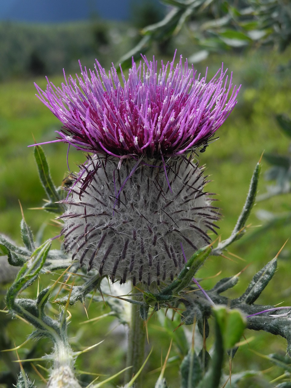 thistle purple nature free photo