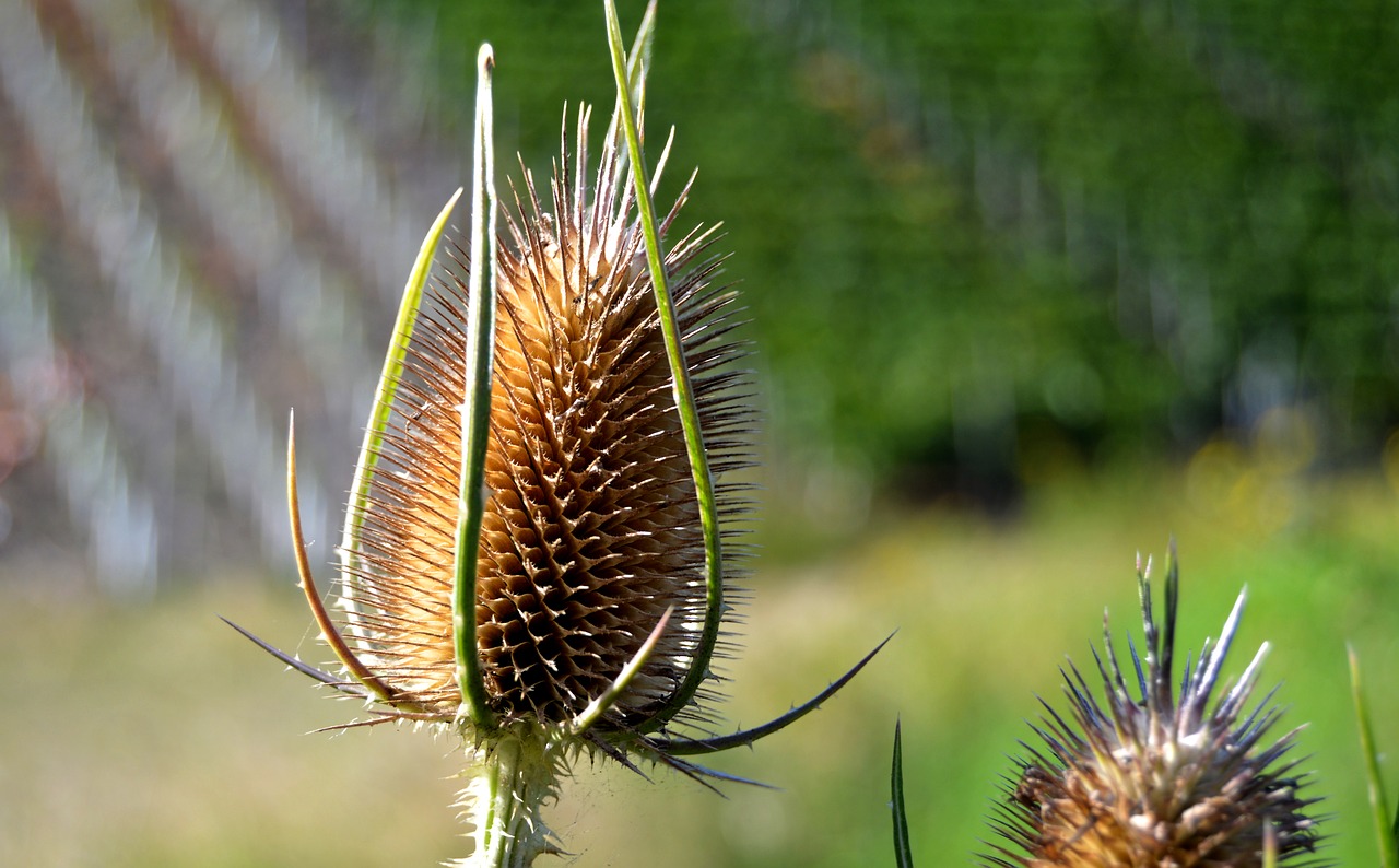 thistle dry head free photo