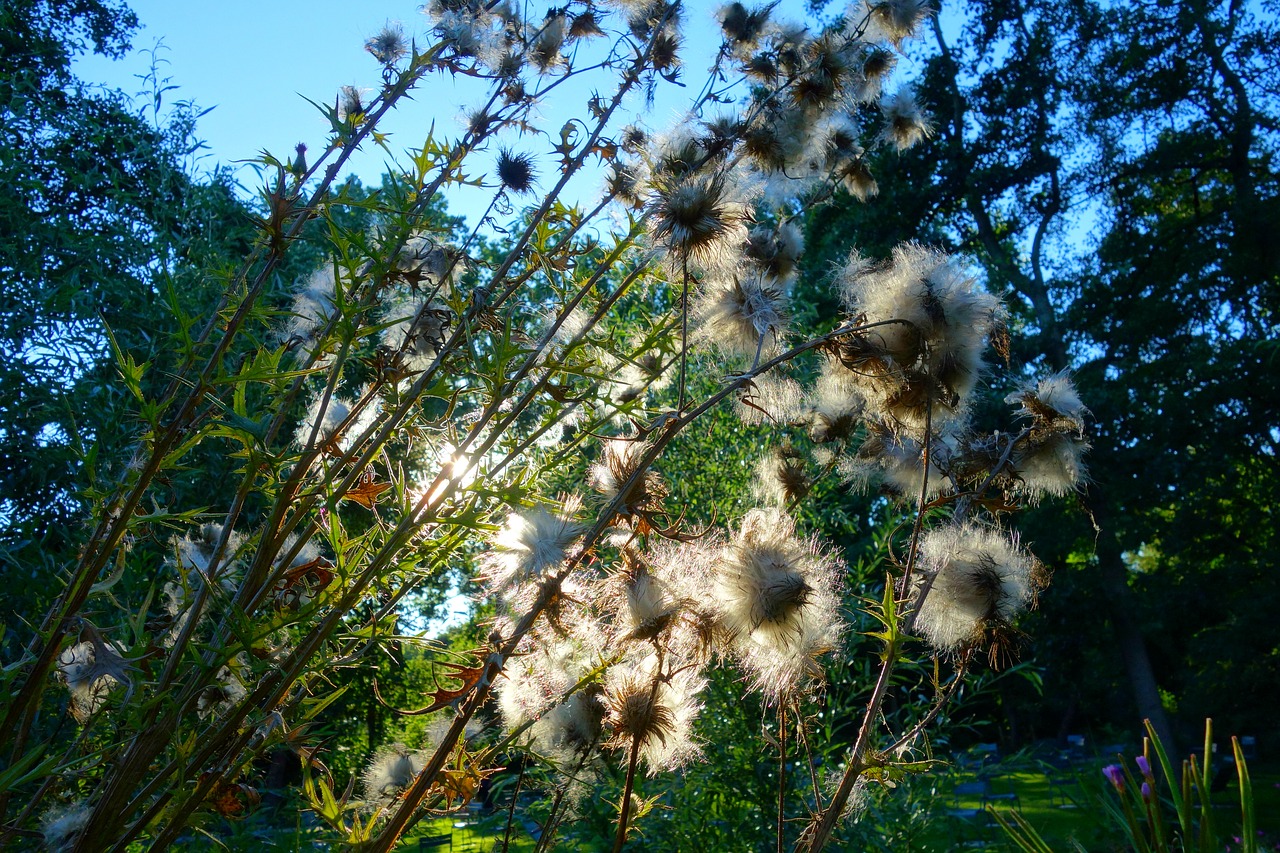 thistle thistle down plant free photo