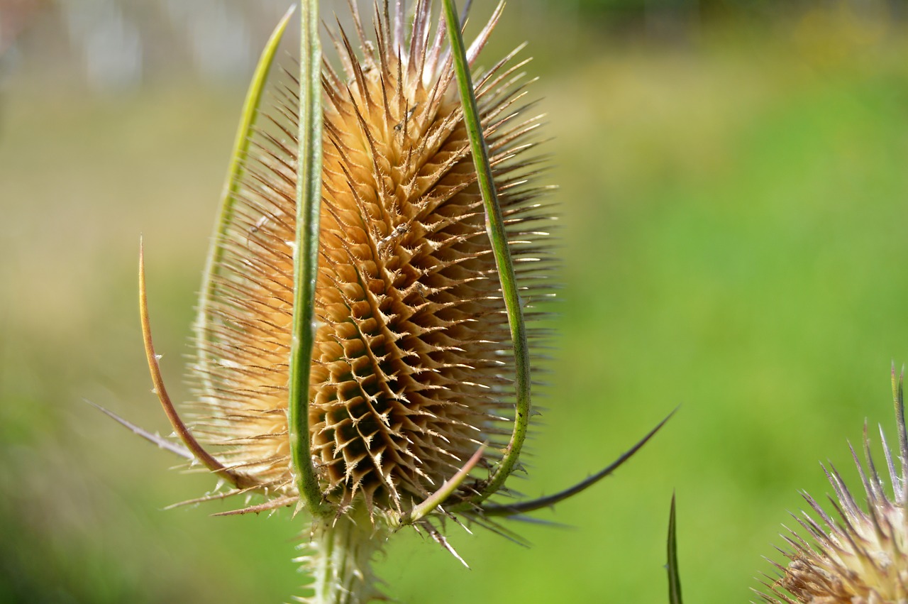 thistle dry head free photo