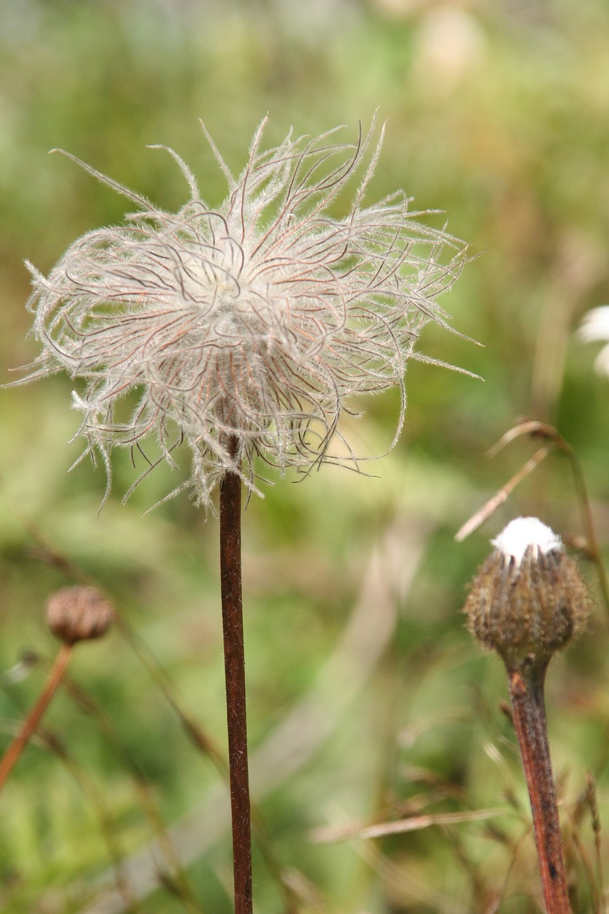 thistle flower nature free photo