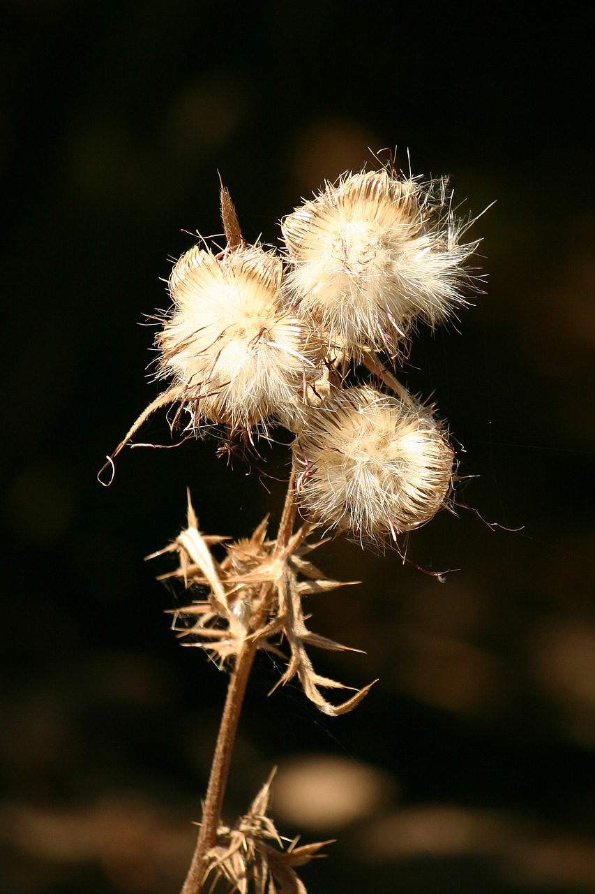 thistle light contrast free photo