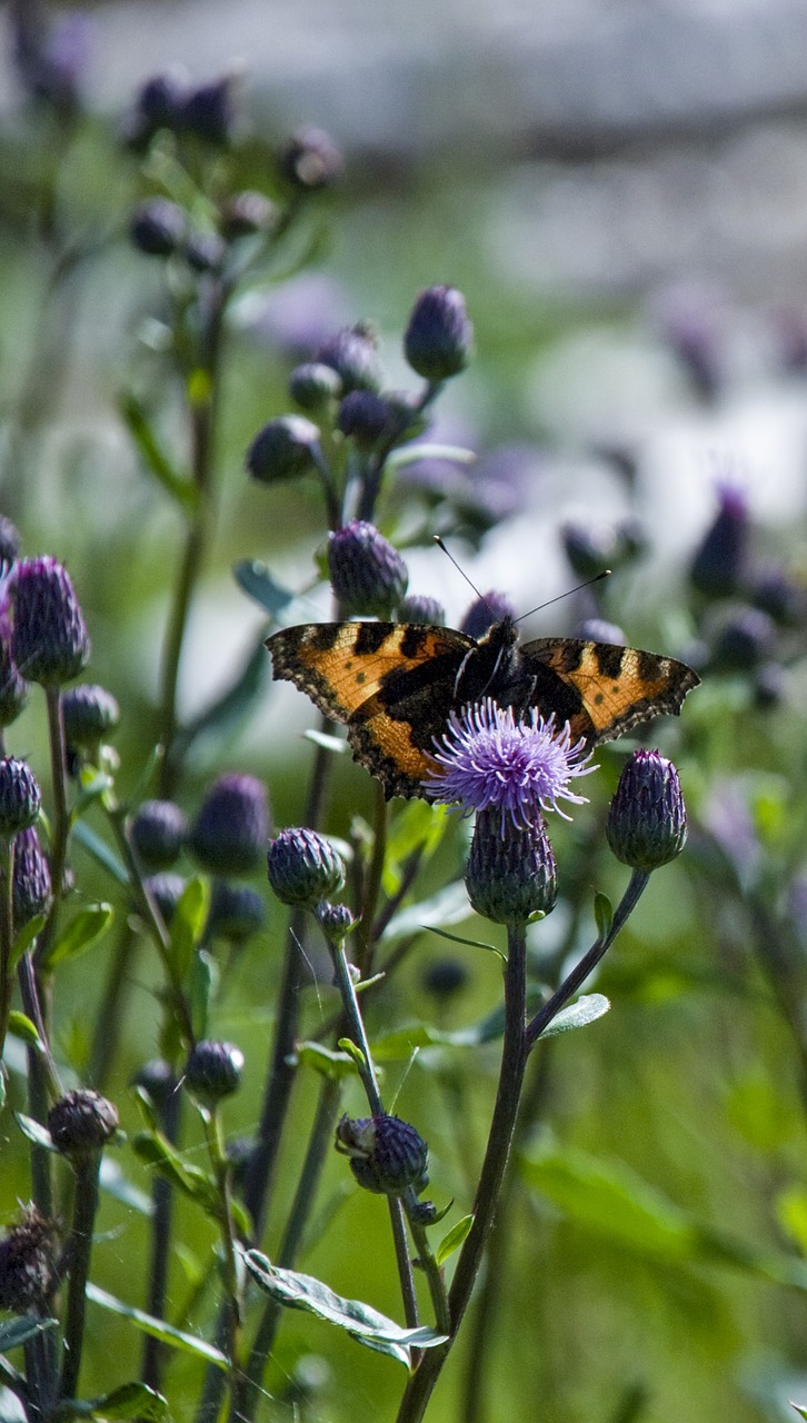 thistle plant summer free photo