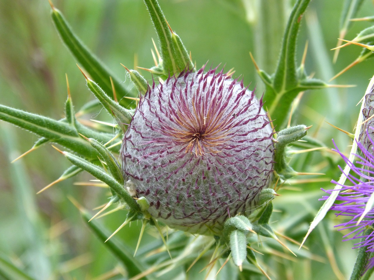 thistle cocoon plant architecture free photo