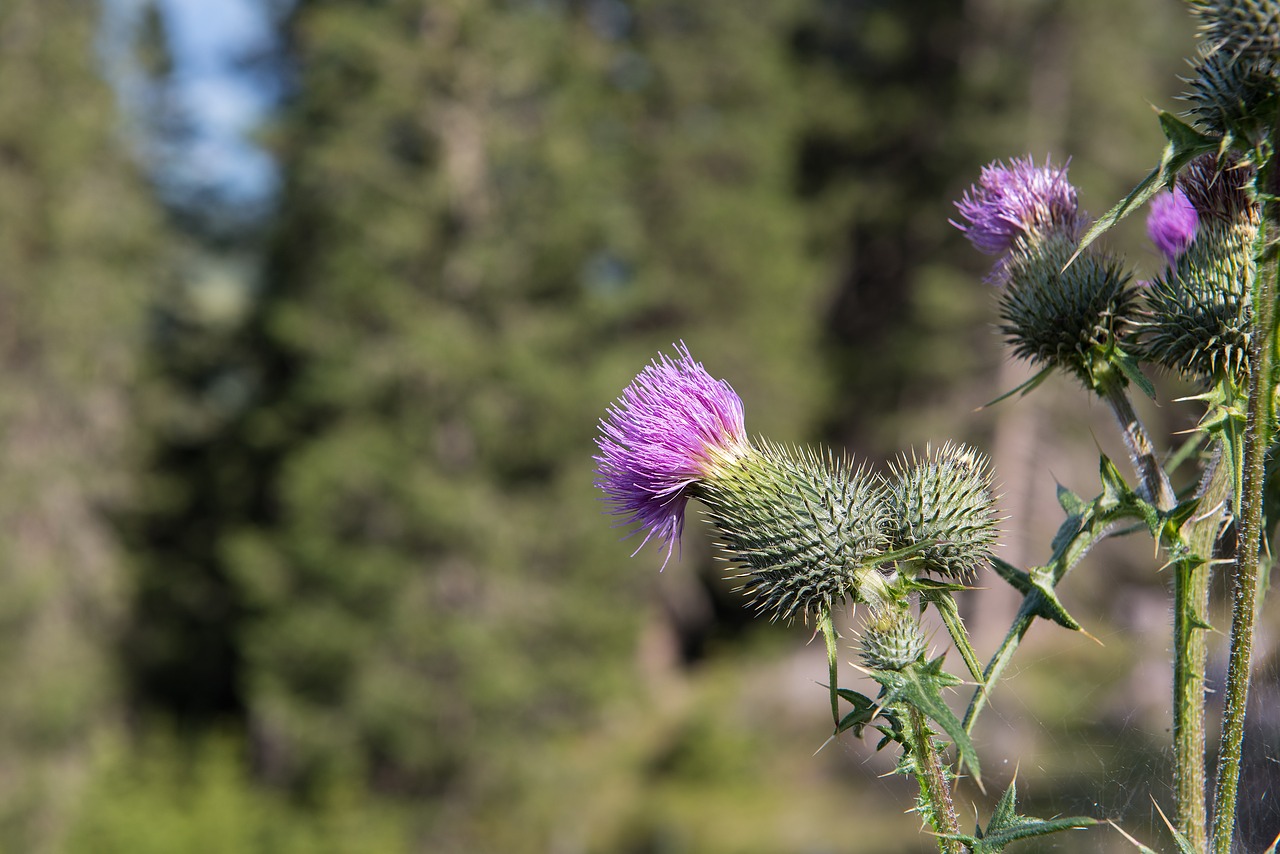 thistle blossom bloom free photo