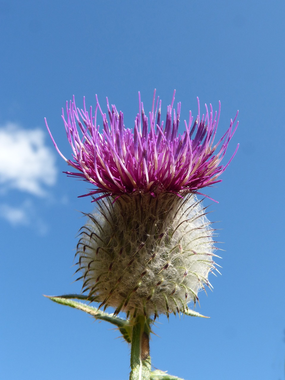 thistle beauty sky free photo