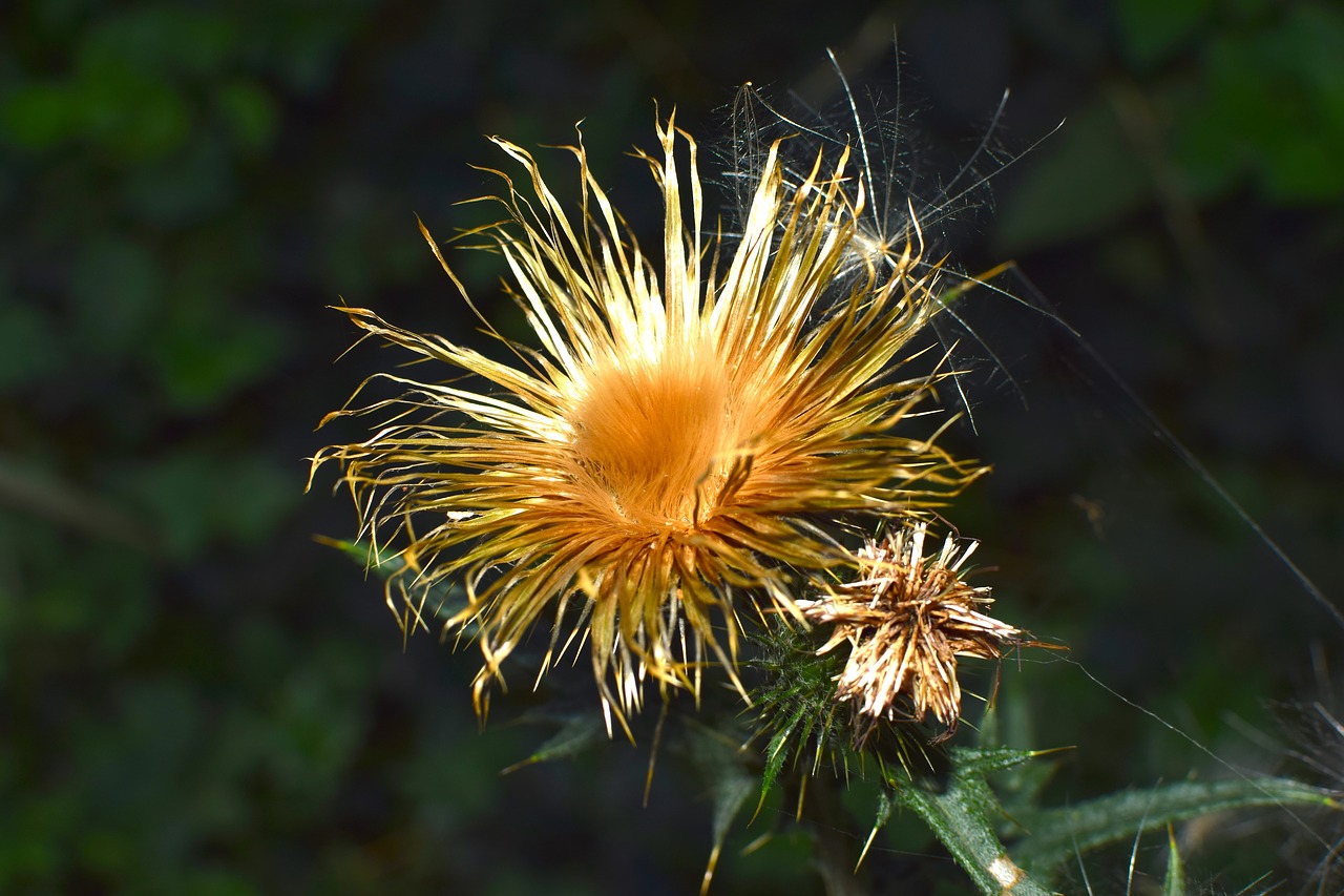 thistle dry seeds was free photo