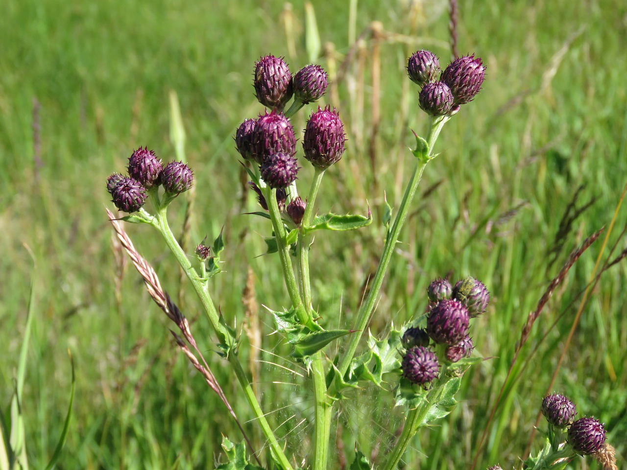 thistle purple flower free photo