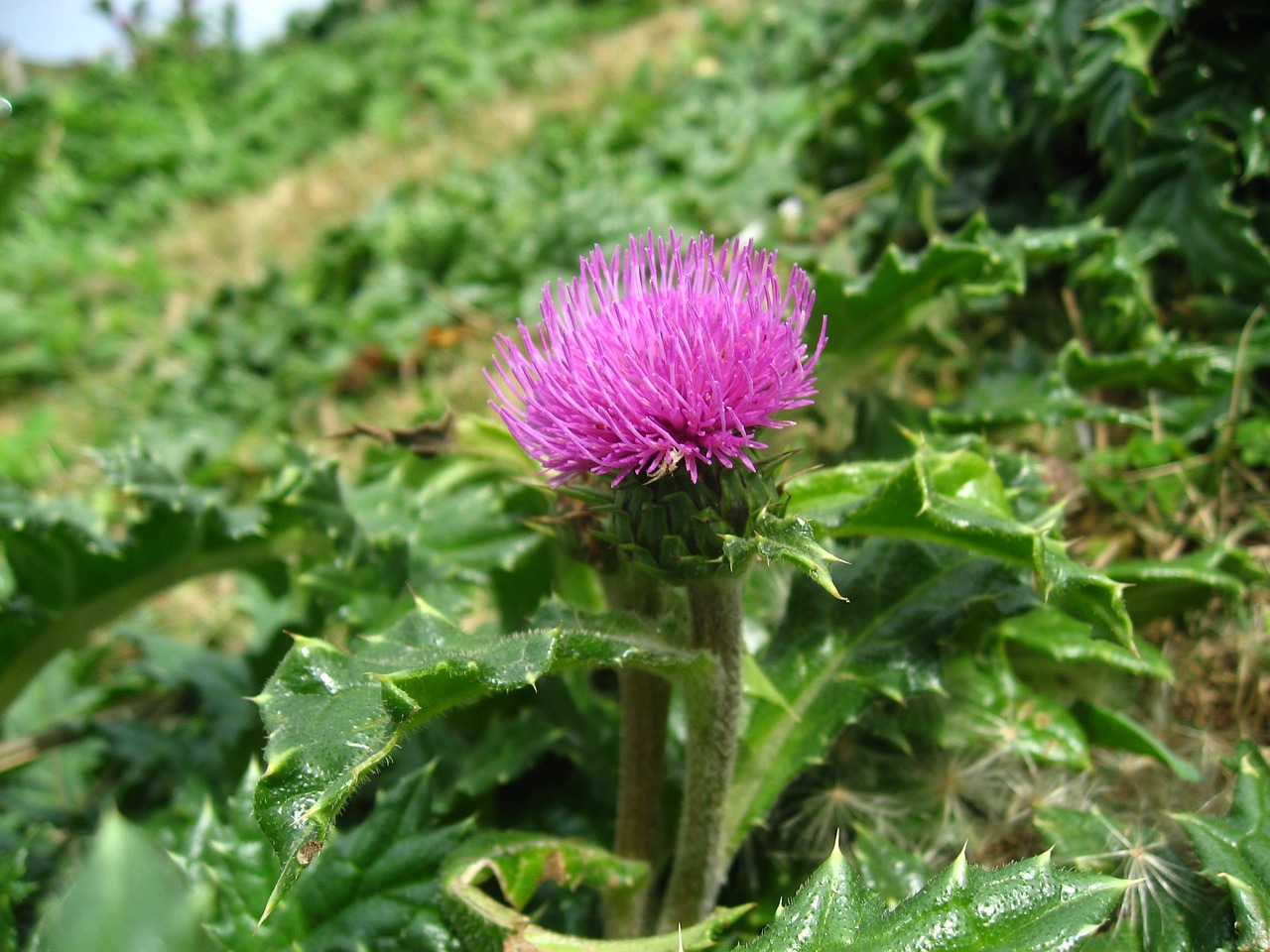 thistle red purple pink free photo