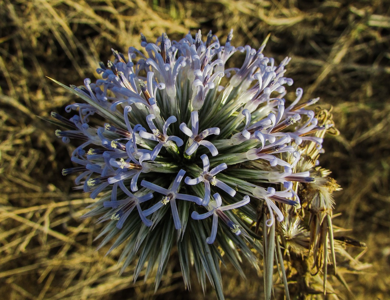 thistle flower plant free photo