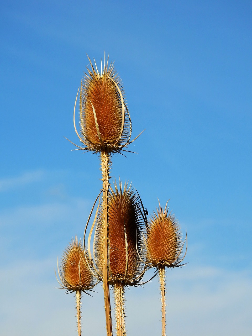 thistle weed incomplete free photo