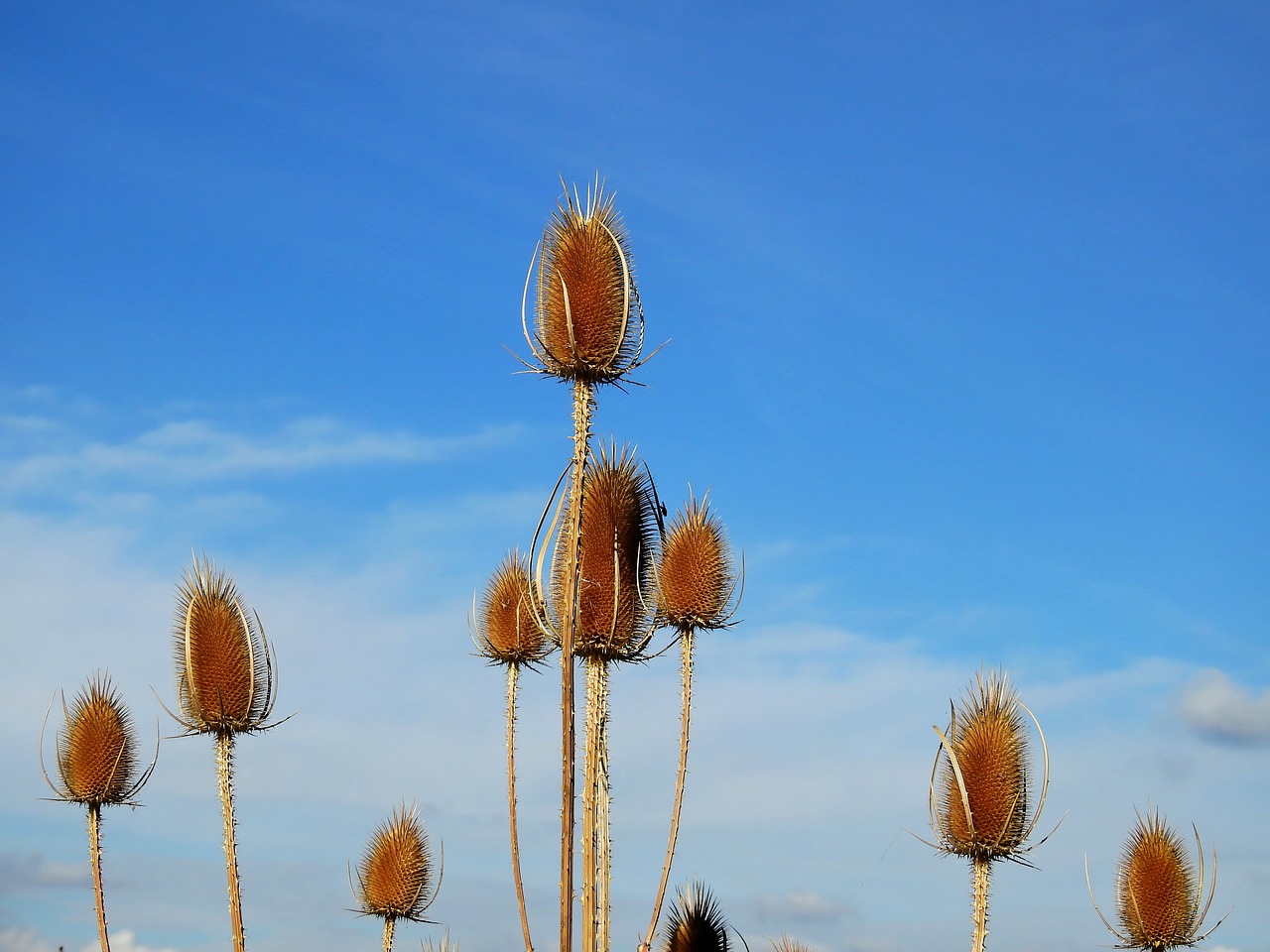 thistle weed incomplete free photo