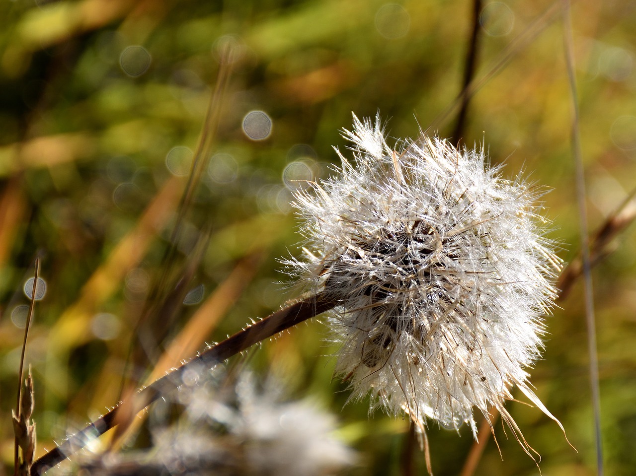 thistle wild flower nature free photo