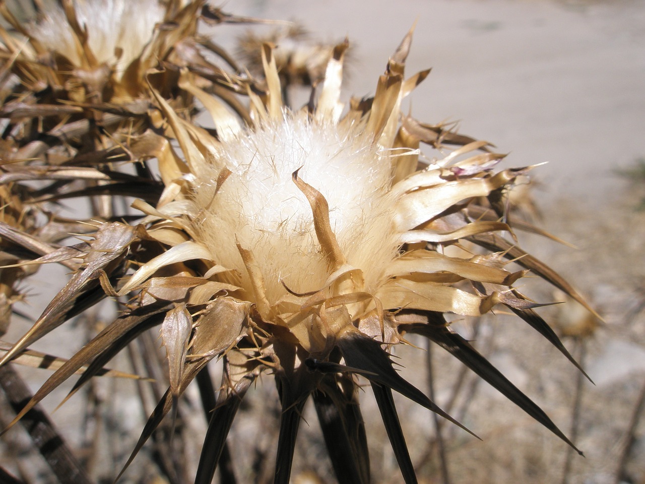 thistle flowers globe thistle free photo