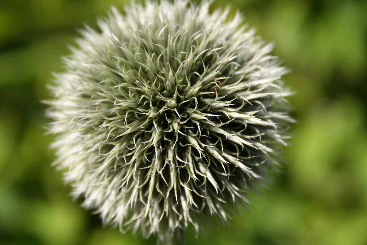 thistle plant flower free photo