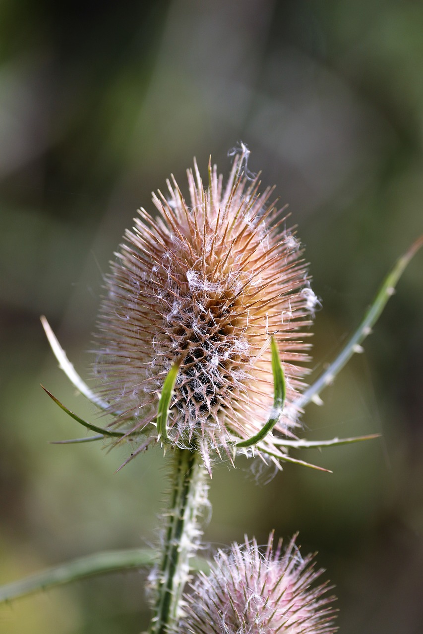 thistle spiky plant free photo