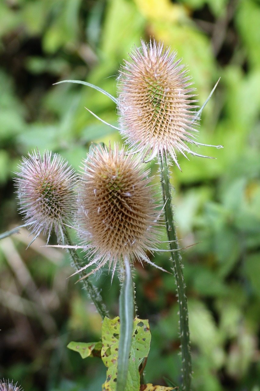 thistle spiky plant free photo