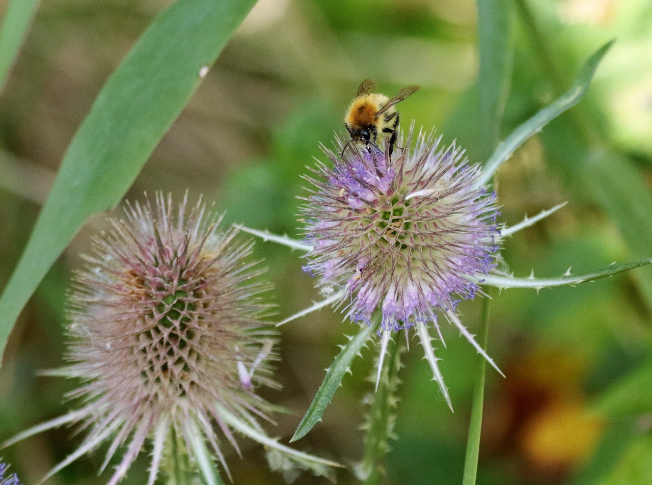 thistle bee spiky free photo