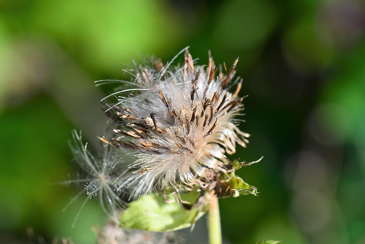 thistle flourished from withers free photo