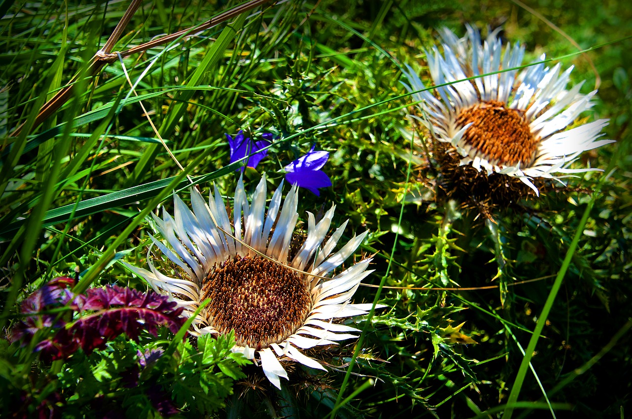 thistle silver thistle green stuff free photo