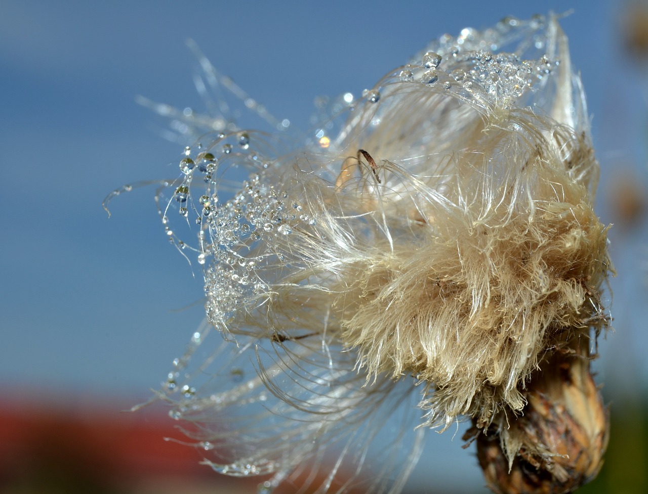 thistle chmíří drops free photo