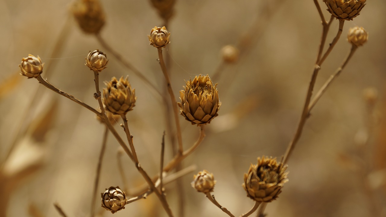 thistle flower dried free photo