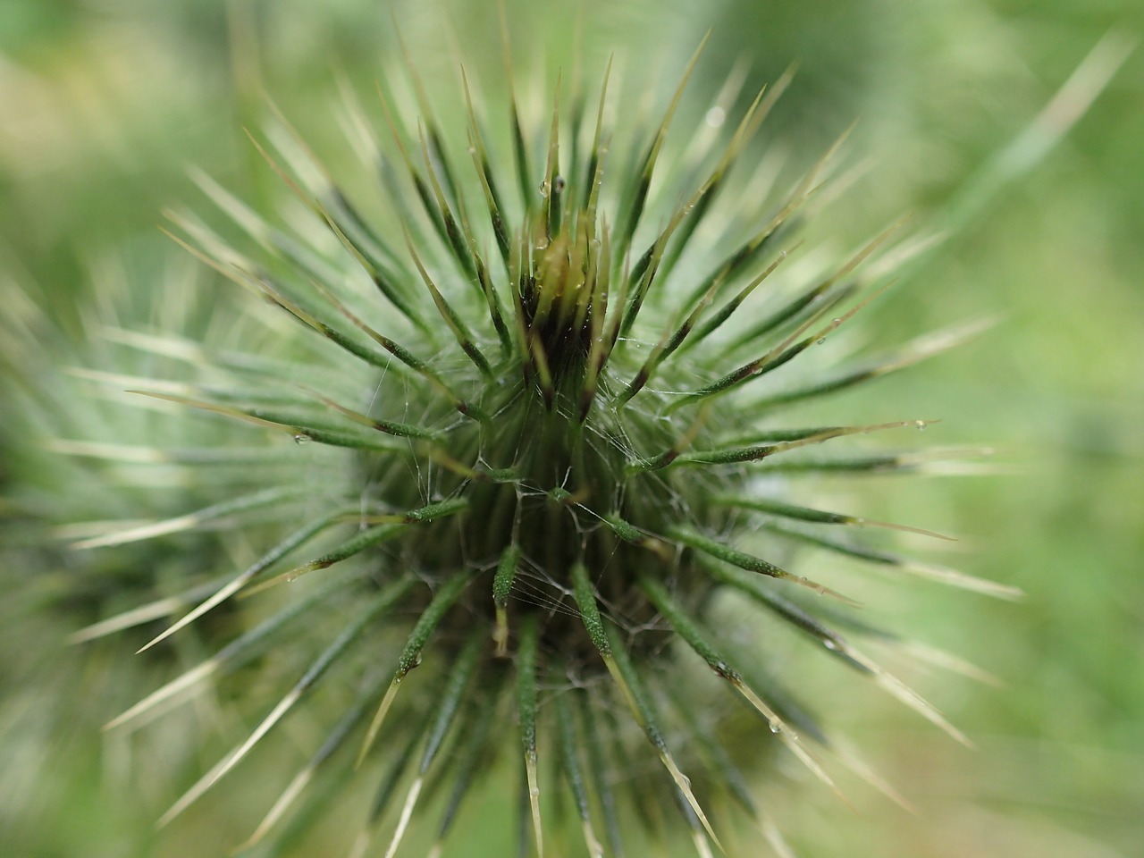 thistle flora nature free photo