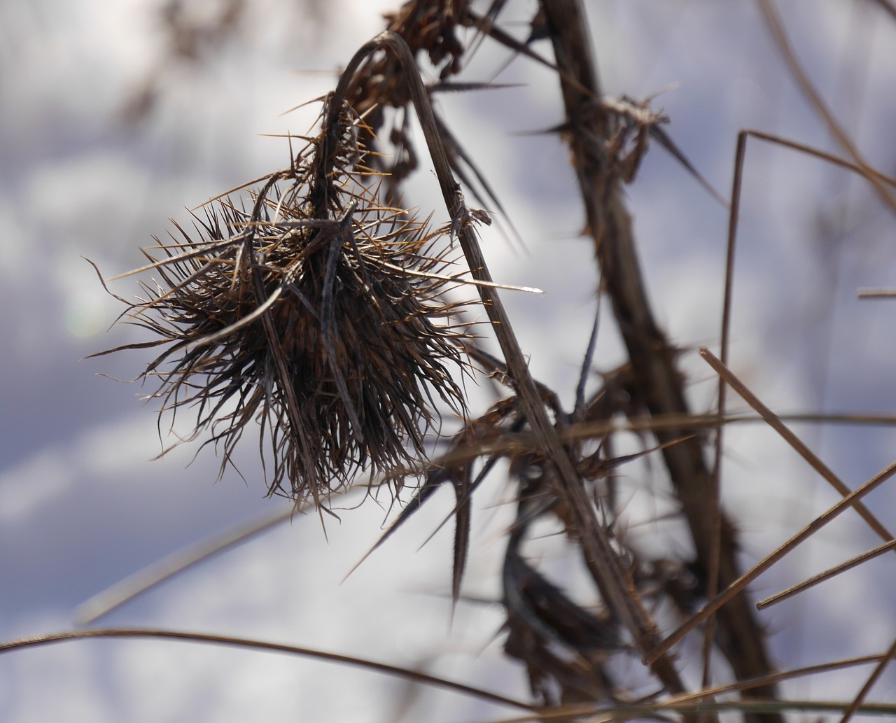 thistle autumn nature free photo