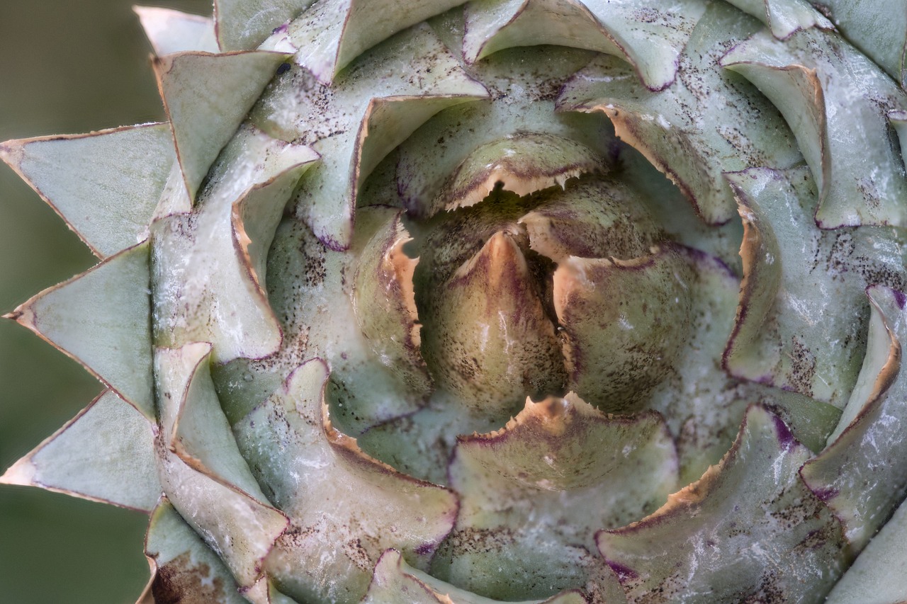 thistle vegetables artichoke free photo