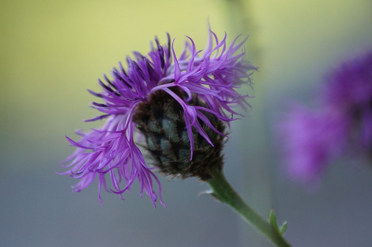 thistle flowers plant free photo