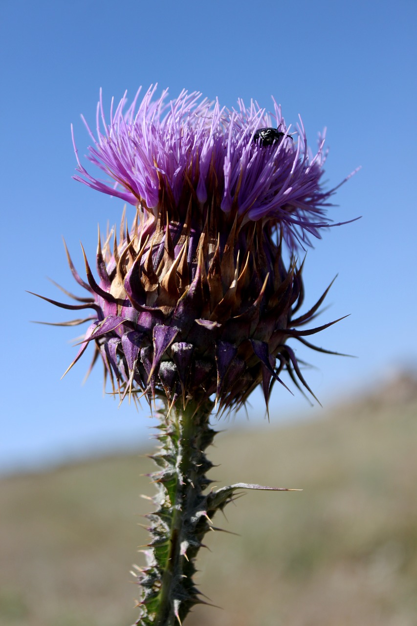 thistle purple flower free photo