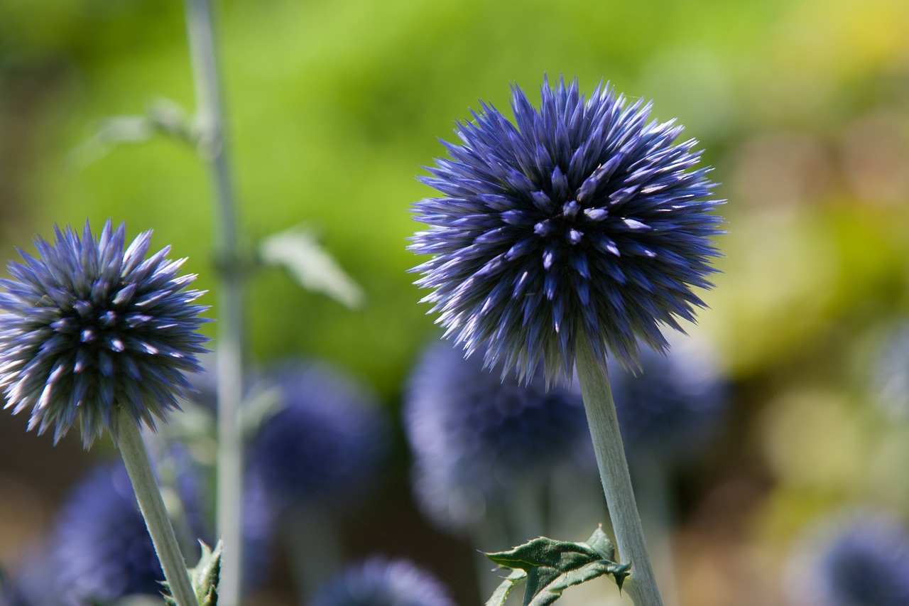 thistle blue flower free photo