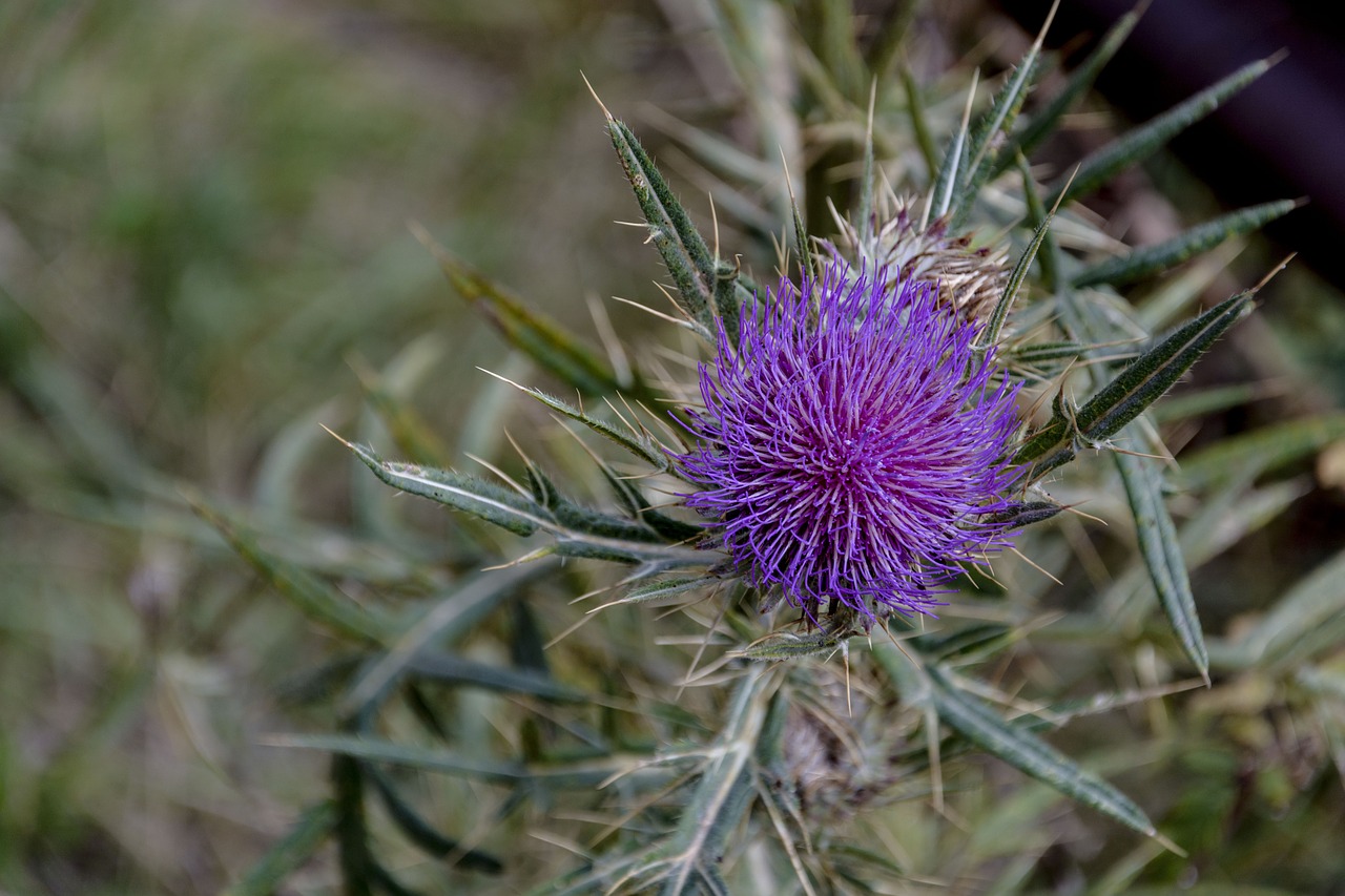 thistle nature prickle free photo