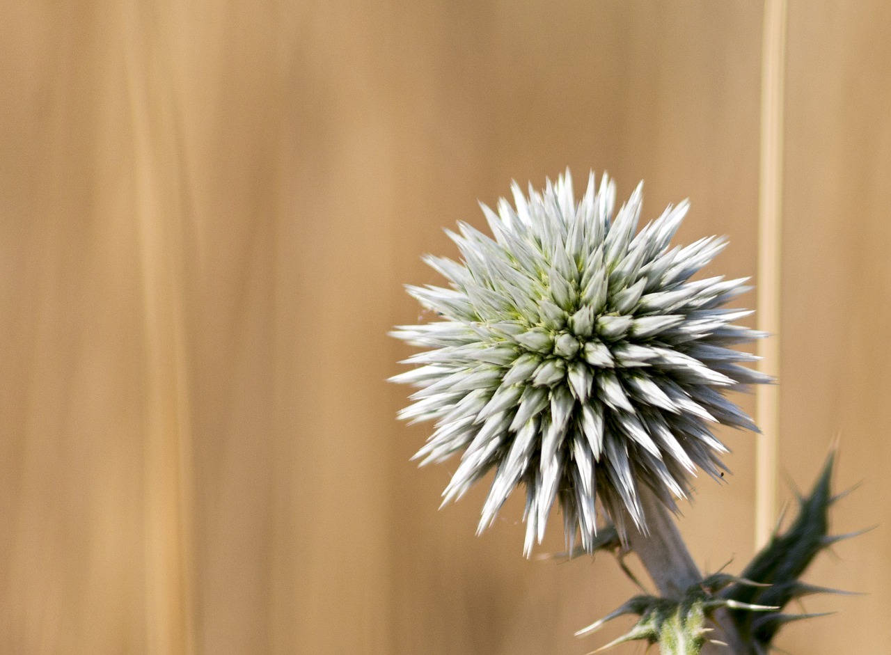 thistle nature prickle free photo