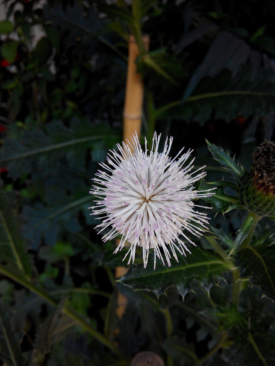 thistle white flower free photo