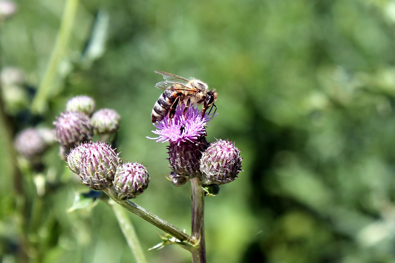 thistle flowers bee free photo